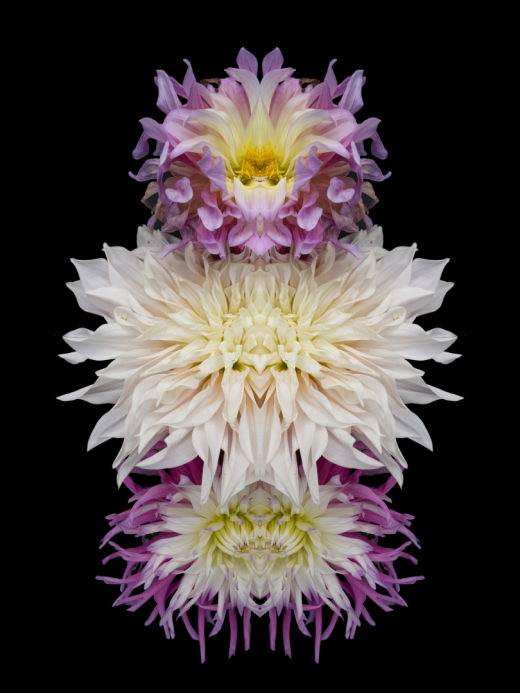 Her Dahlia System #1 - Stephen calhoun